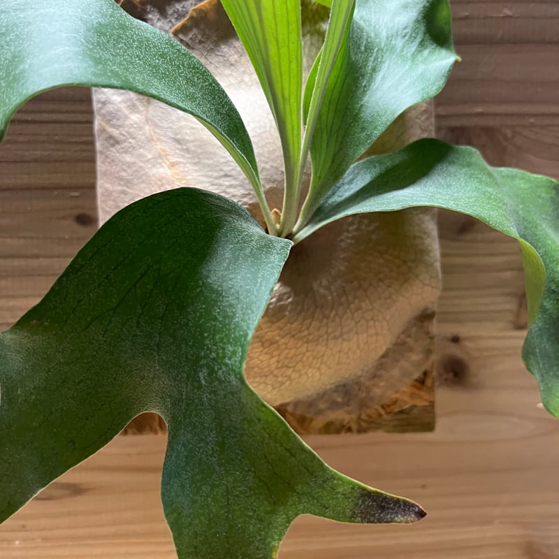 ビカクシダ ヒリー ンガサイ | GREEN LUCK