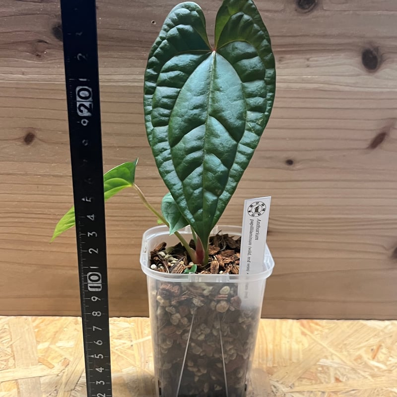 アンスリウム パピリラミナム 'ワイルド レッドベイン'×ルクスリアンス