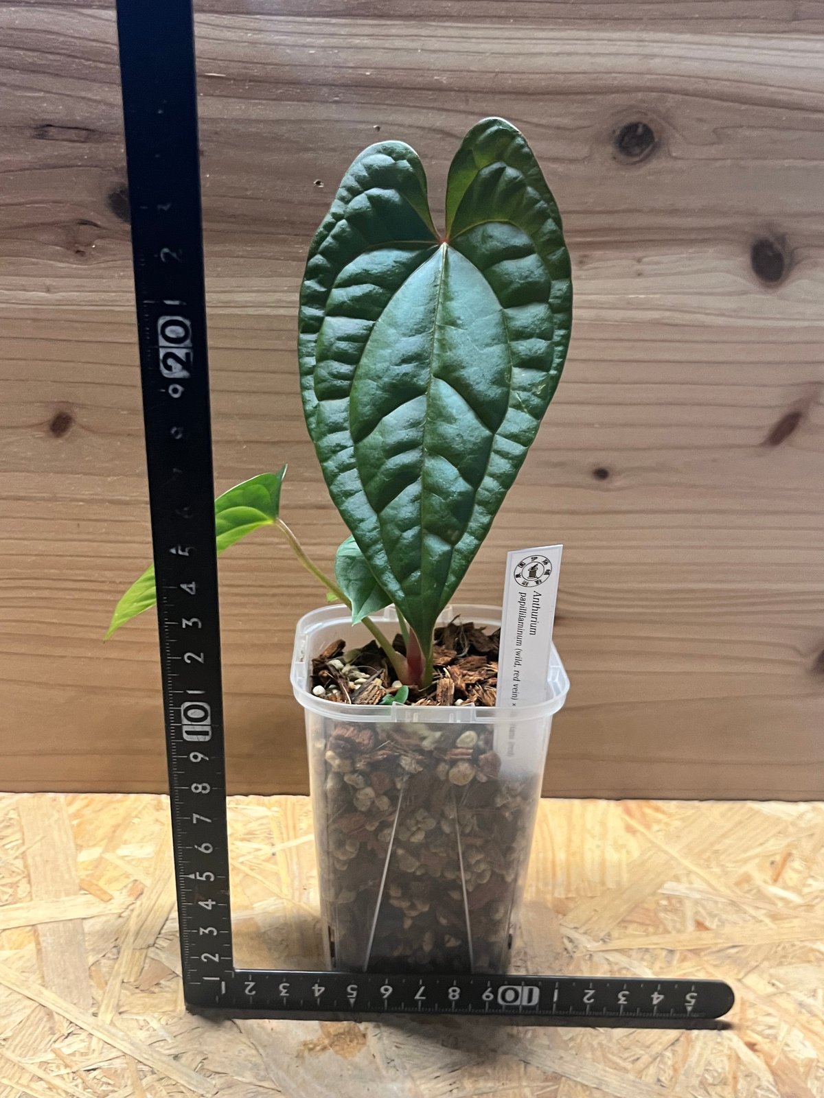 アンスリウム パピリラミナム 'ワイルド レッドベイン'×ルクスリアンス