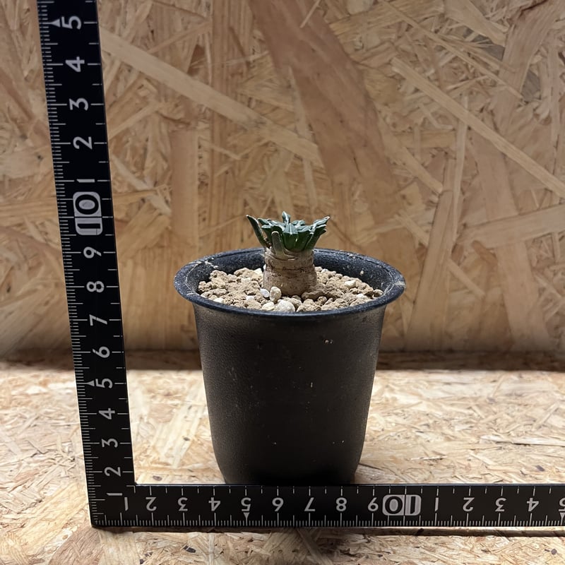 アリオカルプス 姫牡丹 白花種 | GREEN LUCK