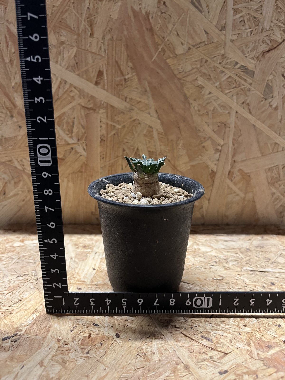 アリオカルプス 姫牡丹 白花種 | GREEN LUCK