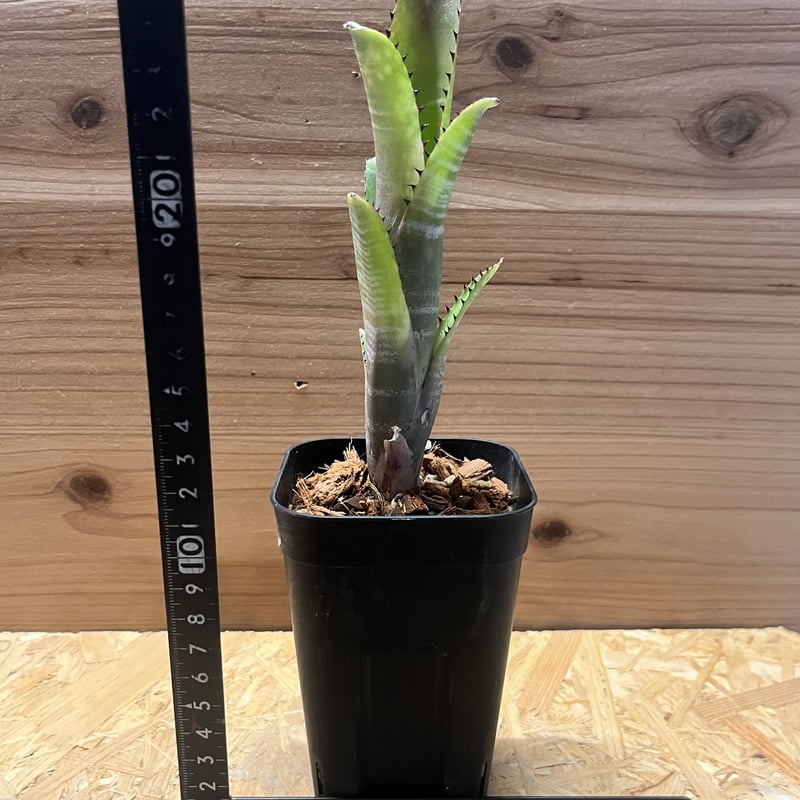 ビルベルギア コーラン マーブル シャーク | GREEN LUCK