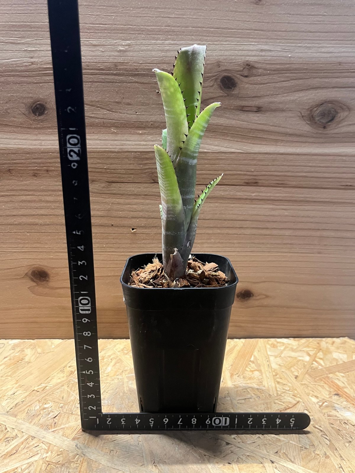 ビルベルギア コーラン マーブル シャーク | GREEN LUCK