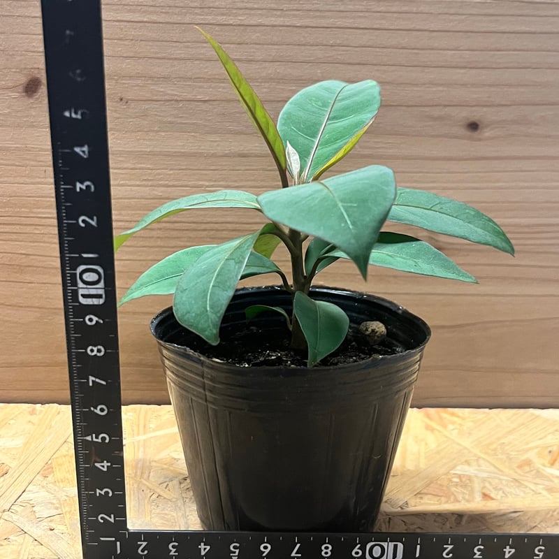 ニーア ビレンス 'ブルーエクアドル' | GREEN LUCK