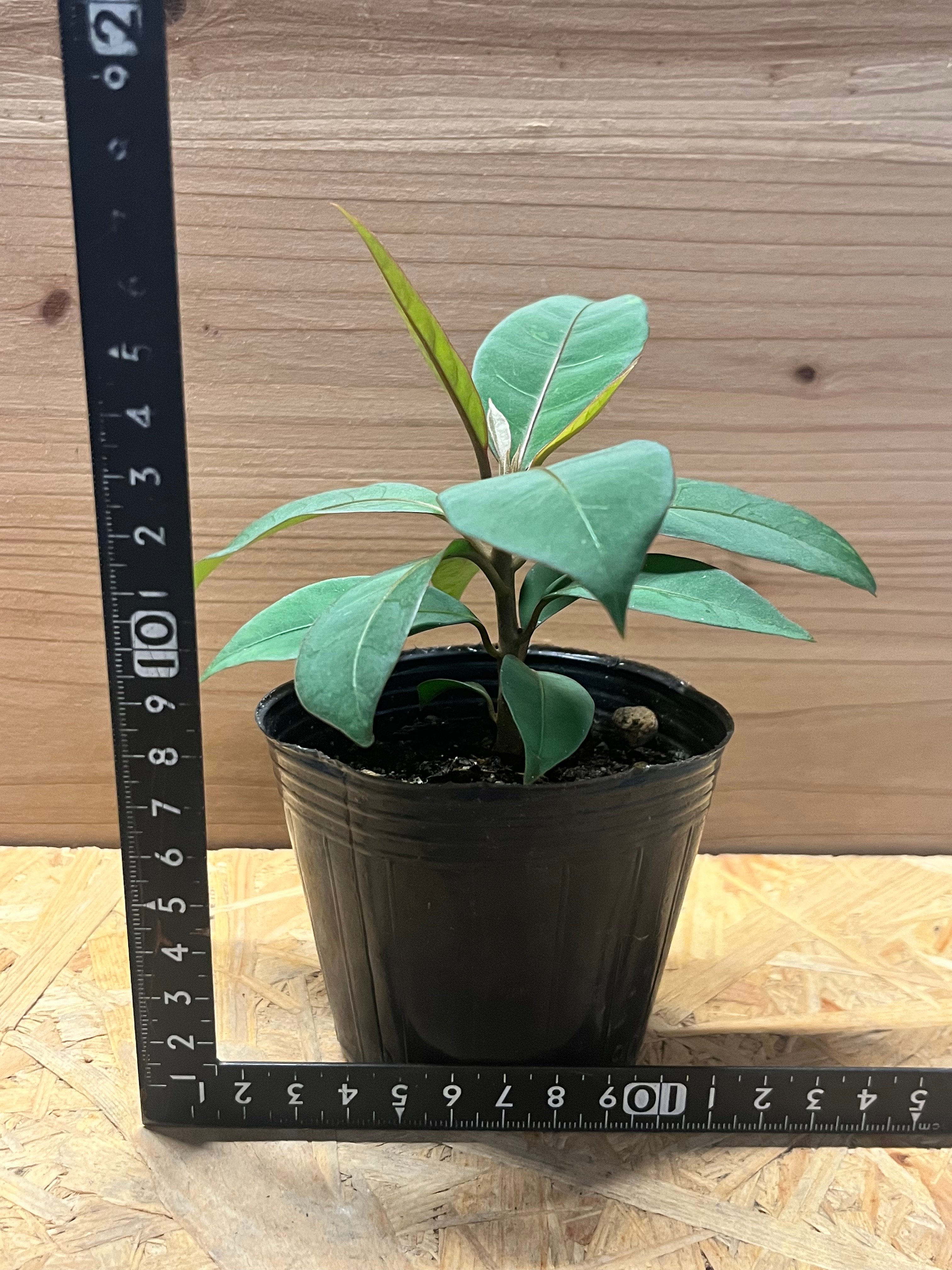 その他観葉植物 j ニーア ビレンス 'ブルーエクアドル' | GREEN LUCK