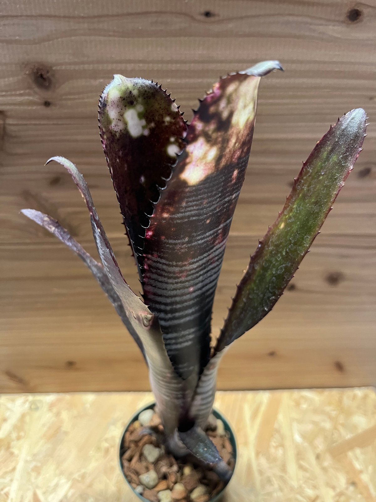 ビルベルギア ダースベイダー | GREEN LUCK