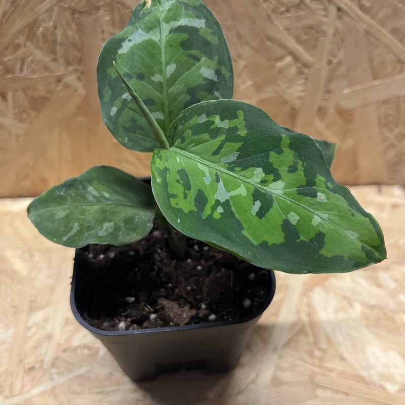 アグラオネマ ピクタム トリカラー | GREEN LUCK