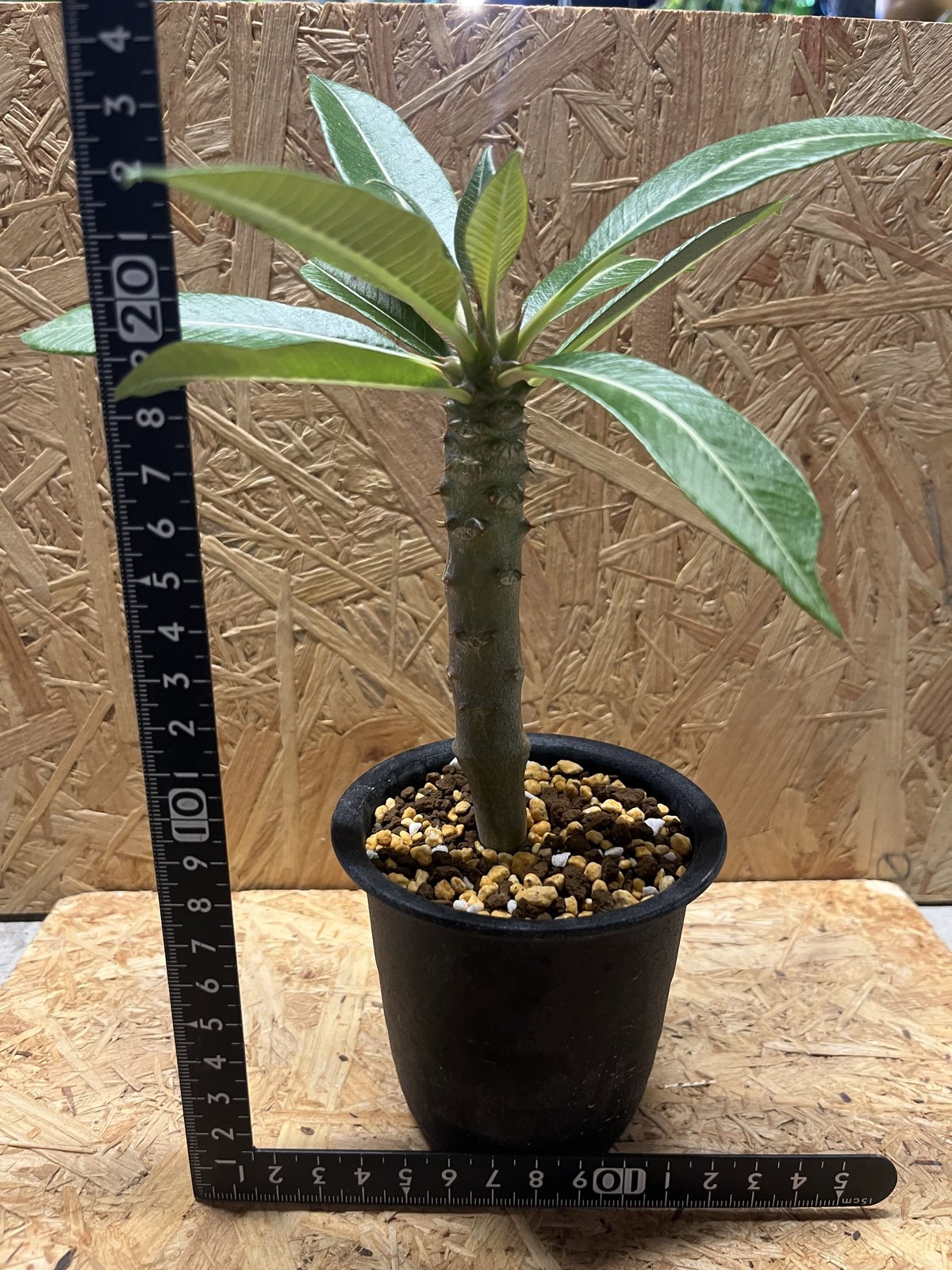 パキポディウム バロニー | GREEN LUCK