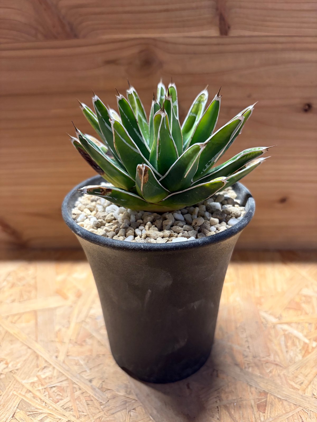 アガベ 笹の雪 | GREEN LUCK