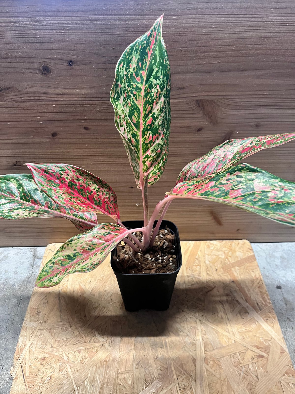 アグラオネマ 20カラット | GREEN LUCK