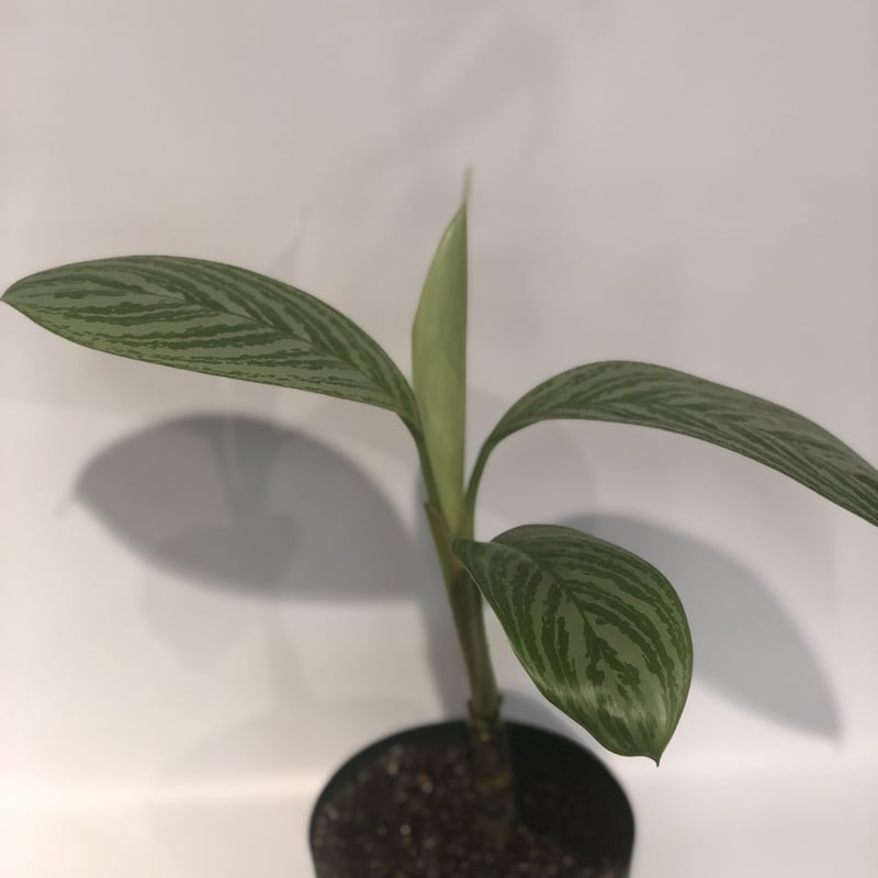 ［アグラオネマ】ニティドゥム カーティシー アグラオネマ ニティドゥム カーティシー | GREEN LUCK