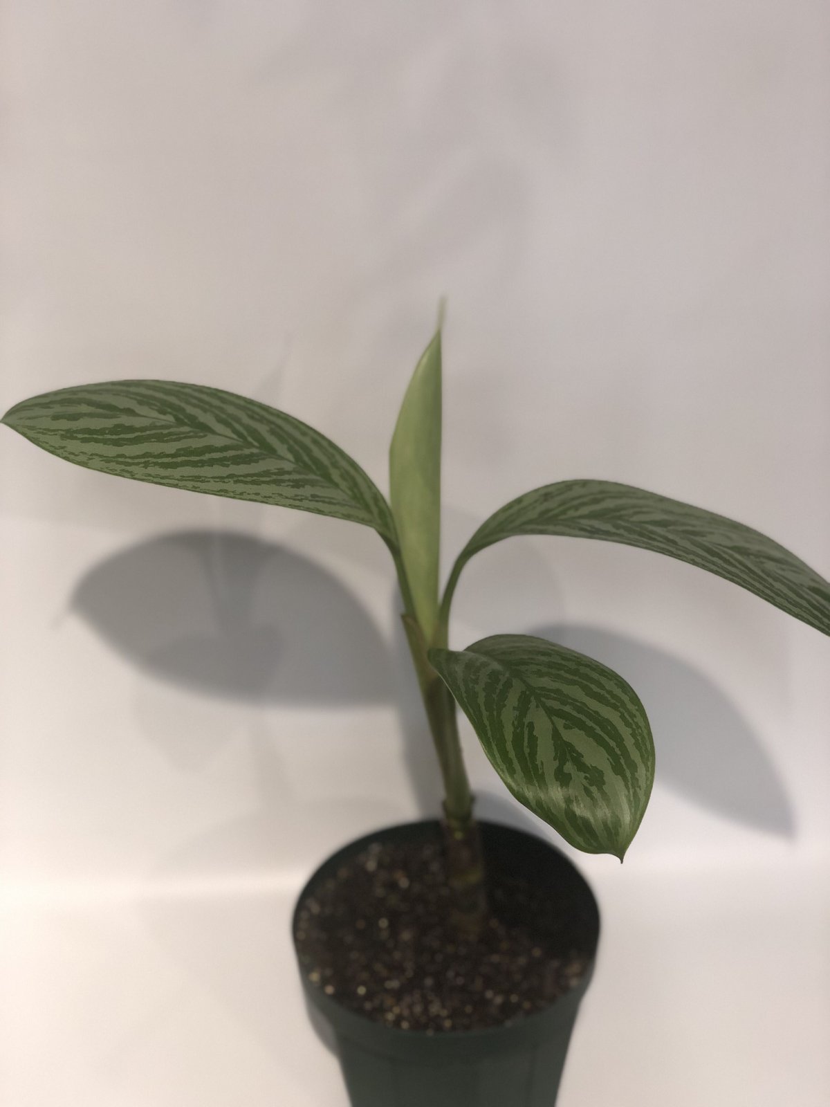 ⭐︎ 専用中　⭐︎ アグラオネマ ニティドゥム カーティシー　ミニラン鉢4.5号 アグラオネマ ニティドゥム カーティシー | GREEN LUCK