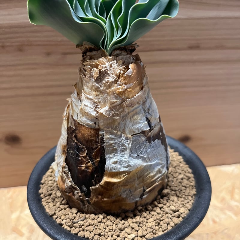 ブーファン ハエマンソイデス | GREEN LUCK