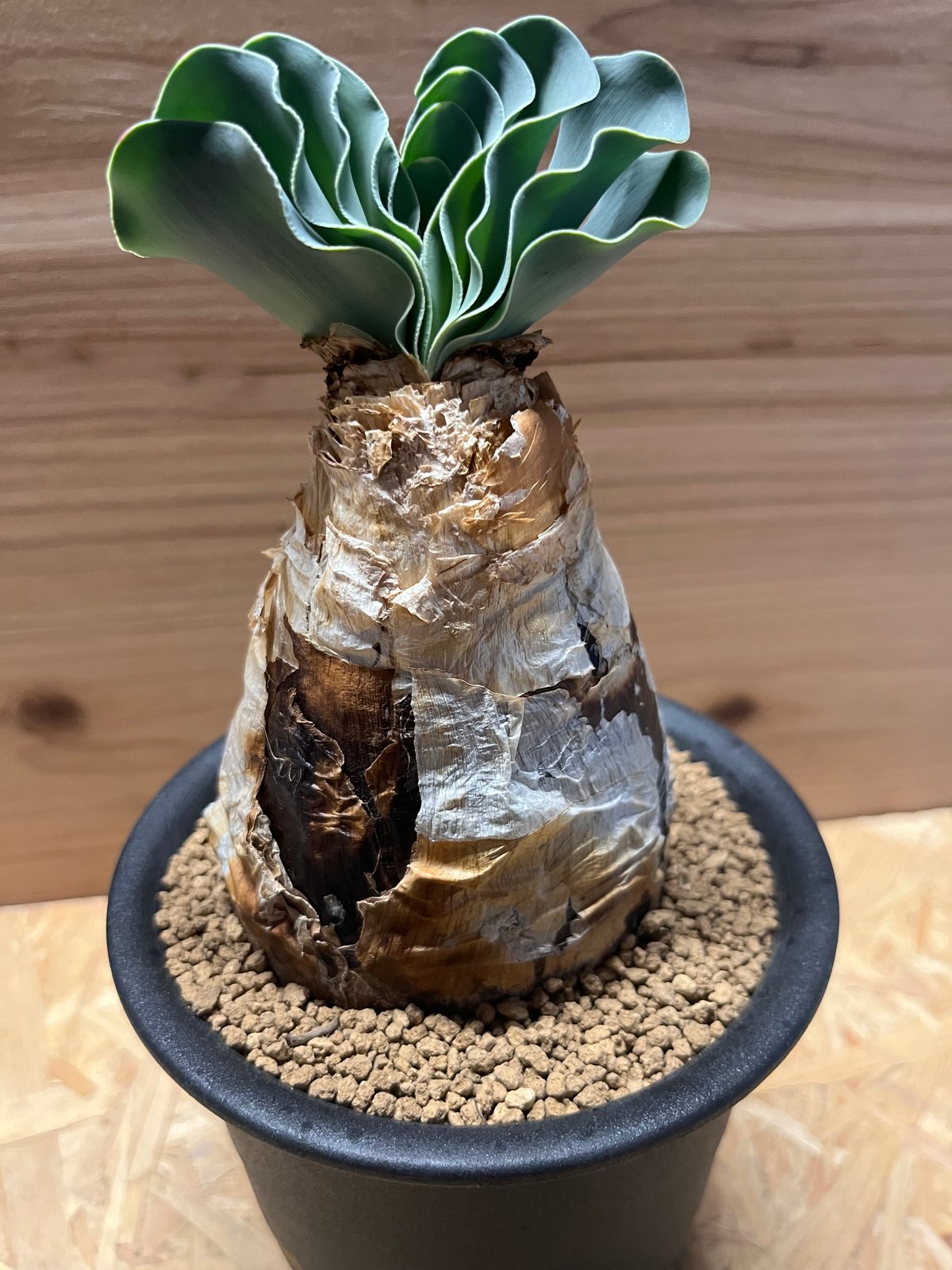 ブーファン ハエマンソイデス | GREEN LUCK