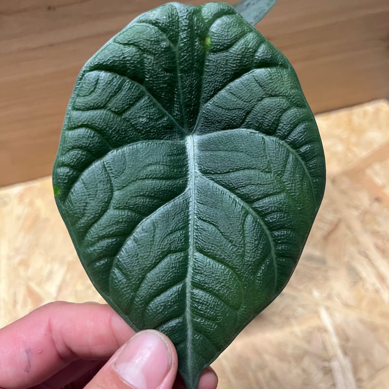 アロカシア4種（ノビリス／ドラゴンムーン／メタリックブルー／コラゾン）21希少 アロカシア ドラゴンムーン | GREEN LUCK