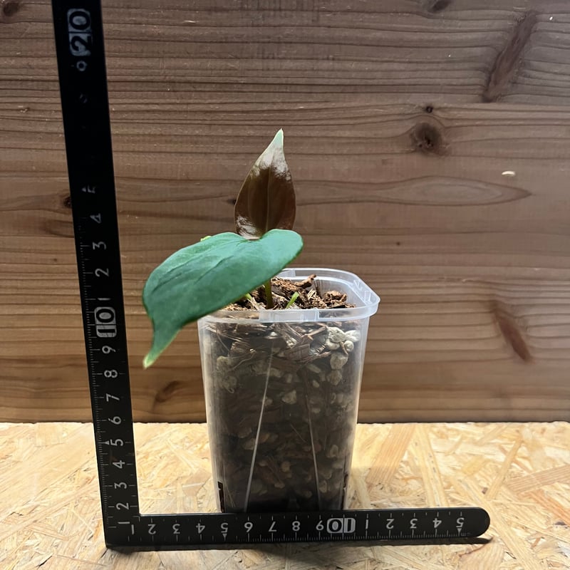 アンスリウム ポーティラエ NSE | GREEN LUCK