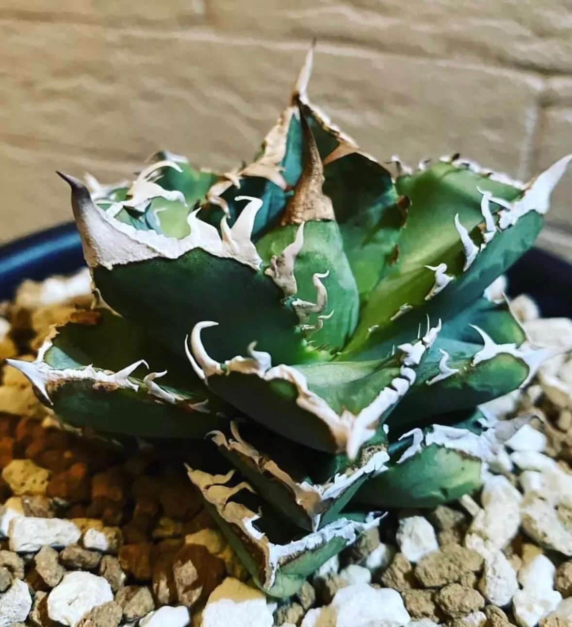 アガベ チタノタ CJスペシャル 清櫻 タイプ OC株 【公式通販】