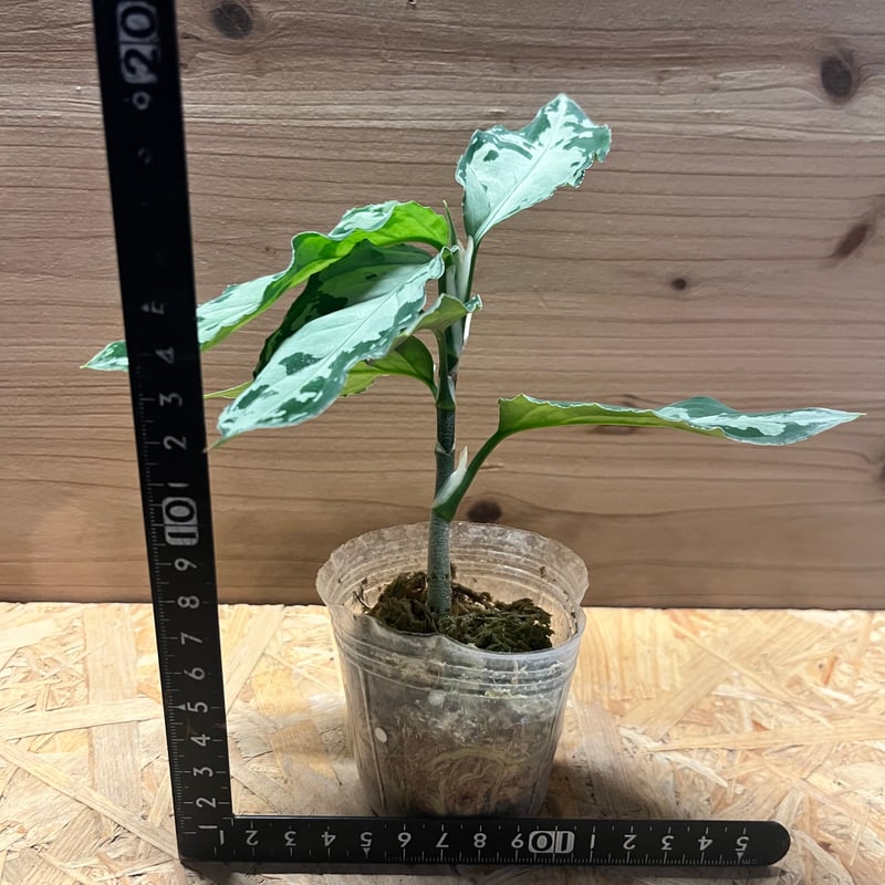 アグラオネマ ピクタム トリカラー 'ブラック' | GREEN LUCK