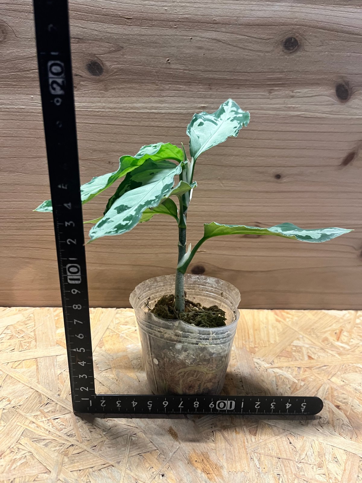 アグラオネマ ピクタム トリカラー 'ブラック' | GREEN LUCK