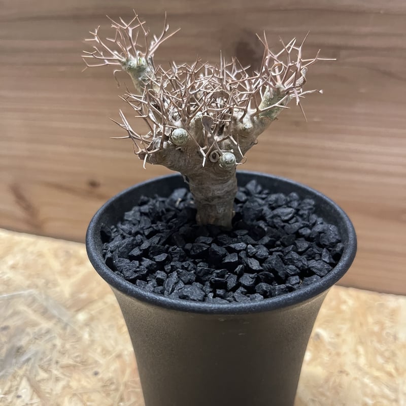 オトンナユーフォルビオイデス DIP鉢 オトンナユーフォルビオイデス DIP鉢 オトンナ ユーフォルビオ