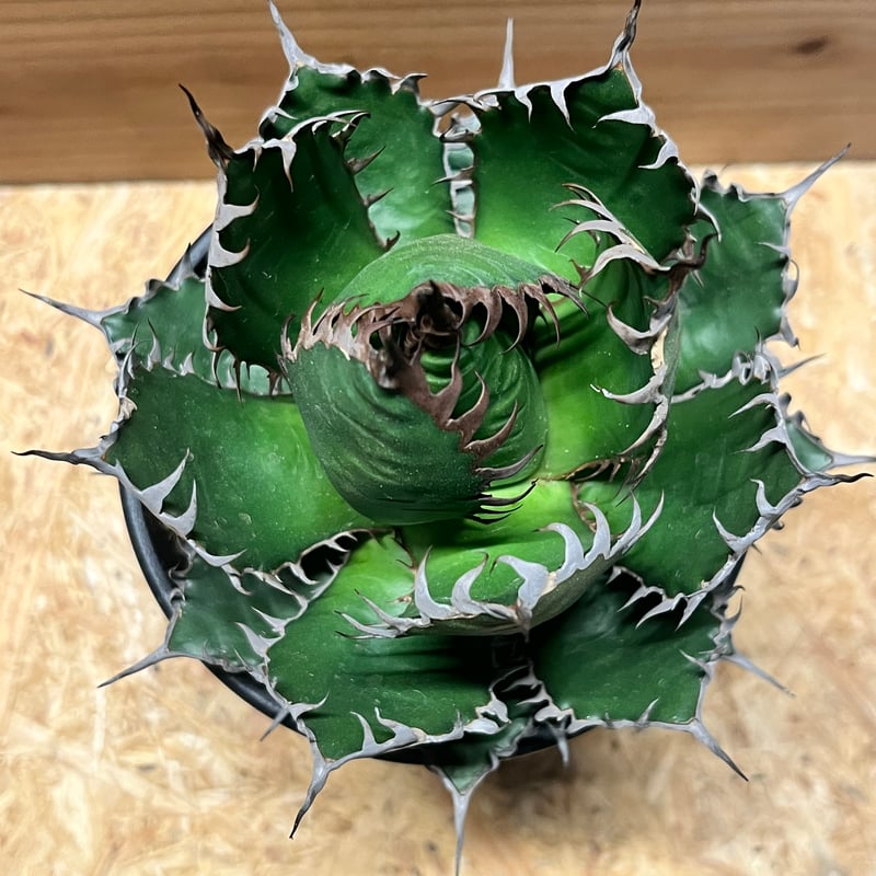 アガベ ホリダ | GREEN LUCK