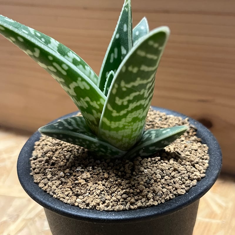 超絶希少！多肉植物シリーズ・アロエ属・千代田の光inわけけのお店 超絶希少！多肉植物シリーズ・アロエ属・千代田の光inわけけのお