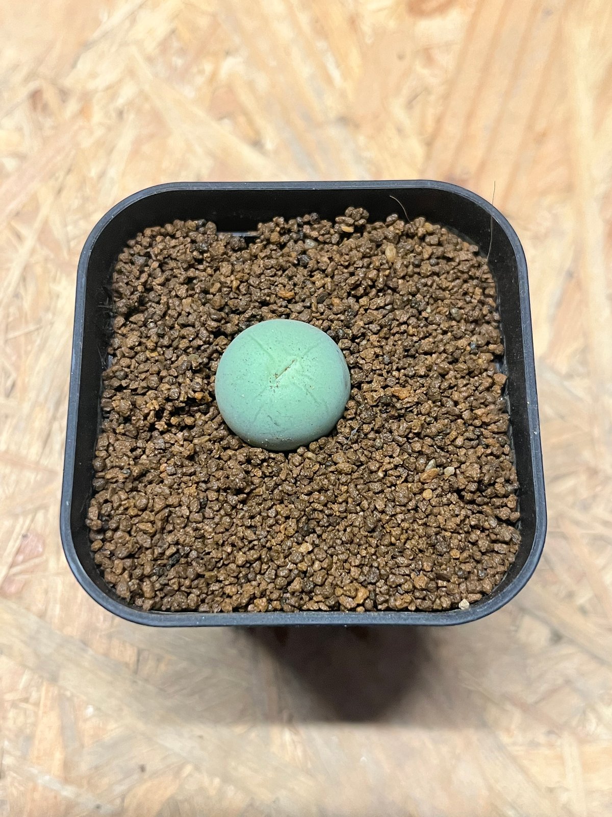 コノフィツム カルキュルス バンジリー 親株 これは本物？？ コノフィツム カルキュルス 亜種 バンジリー | 多肉