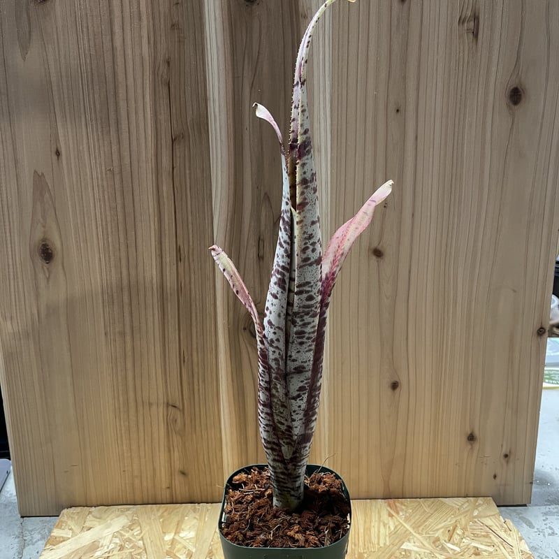 ケスネリア ラファエルオリベイラ | GREEN LUCK