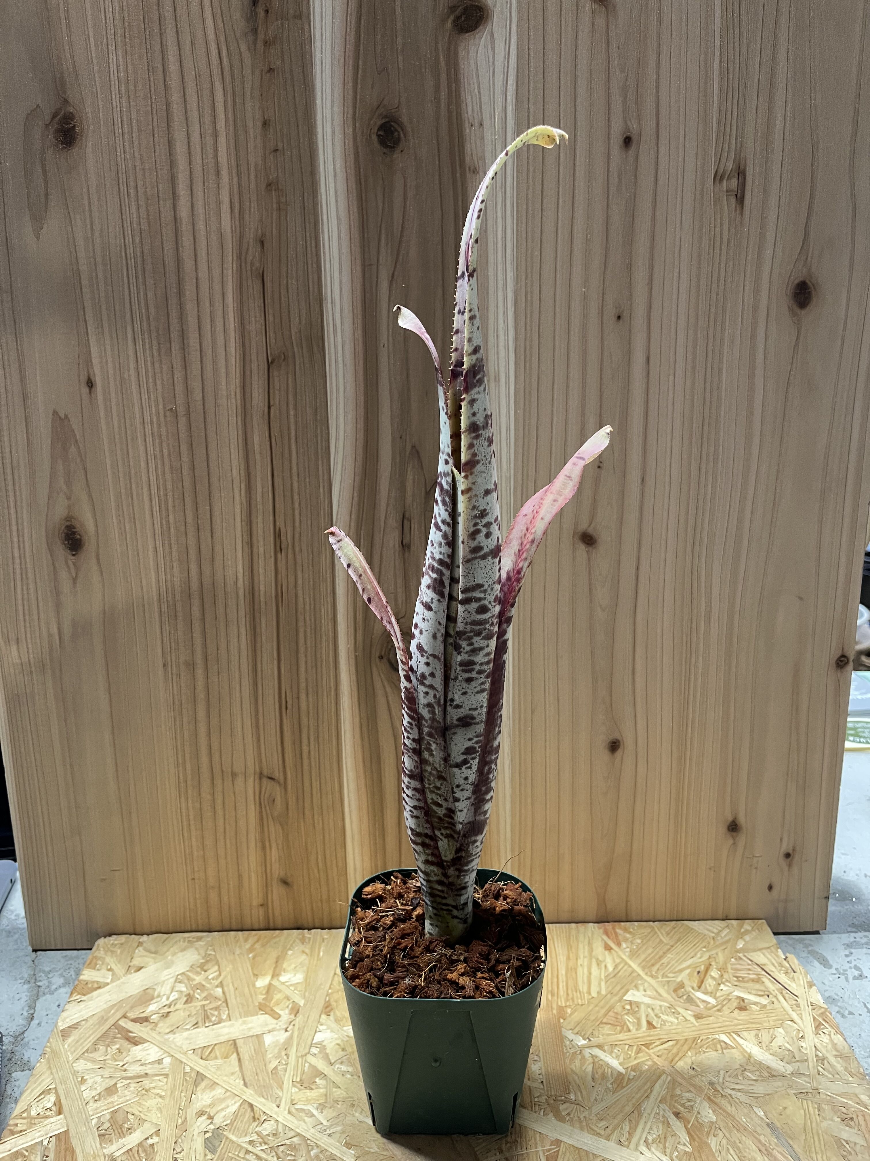 ケスネリア ラファエル オリヴェイラ 速達便 抜き苗 タンクブロメリア 観葉植物 ケスネリア ラファエルオリベイラ | GREEN LUCK
