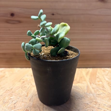 ケラリアピグマエア | STORES