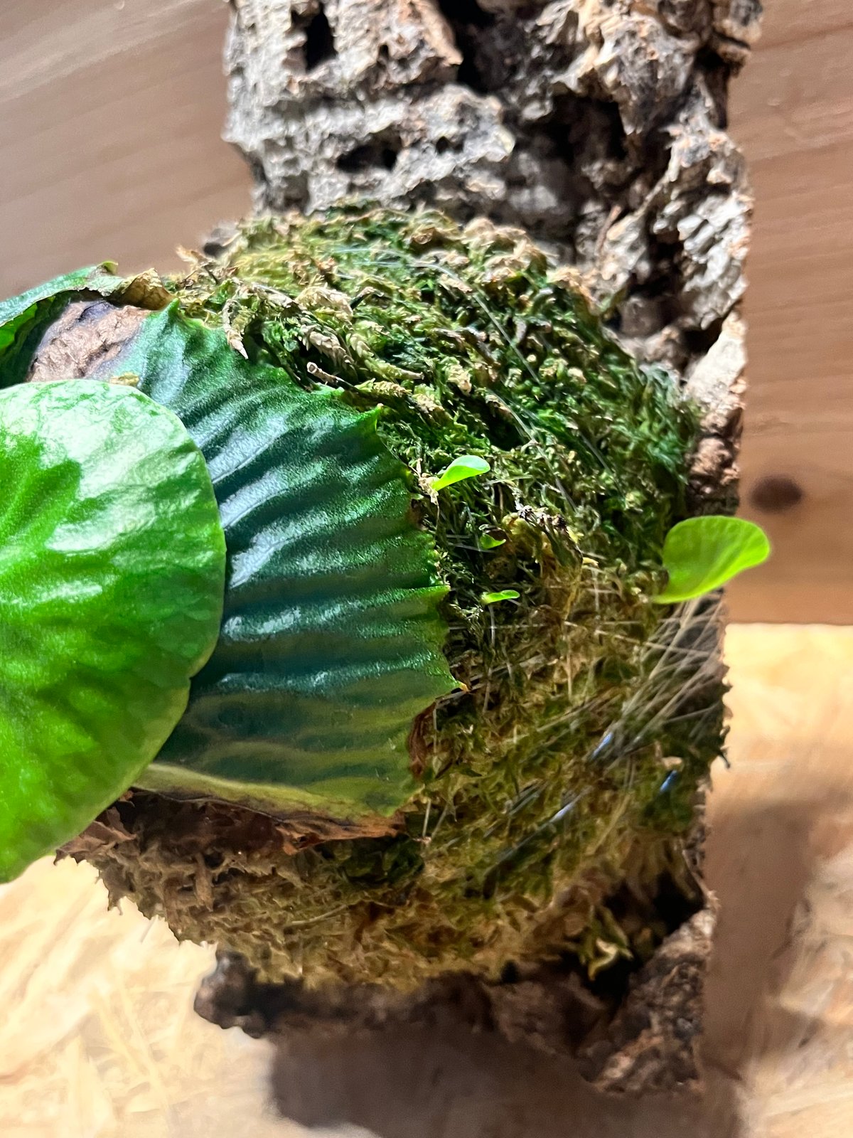 ビカクシダ マダガスカリエンセ | GREEN LUCK