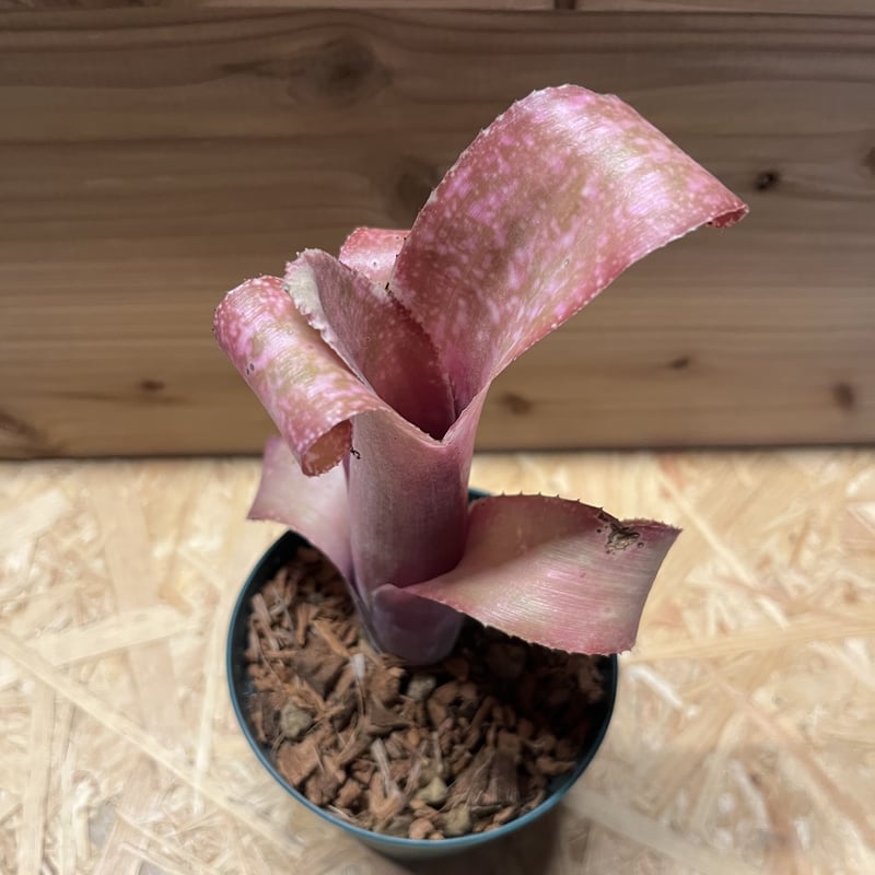 ビルベルギア　ピンクボム　コルク付け ビルベルギア ピンクボム コルク付け ビルベルギア ピンクボム