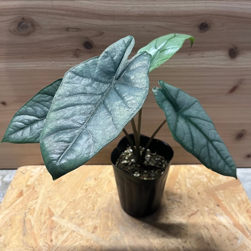 アロカシア メタリックブルー | GREEN LUCK