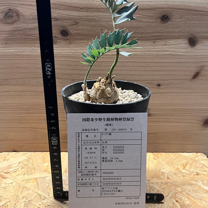 最強セール３エンセファラルトス ホリダス 18 エンセファラルトス・ホリダス – KOMO