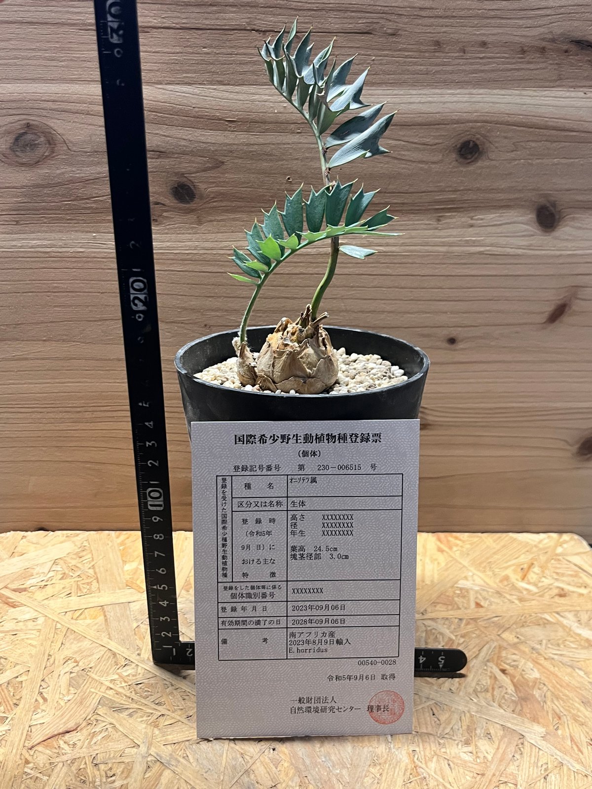 エンセファラルトス　ホリダス　ソテツ　南アフリカ エンセファラルトス ホリダス 超希少な南アフリカ原産のソテツ