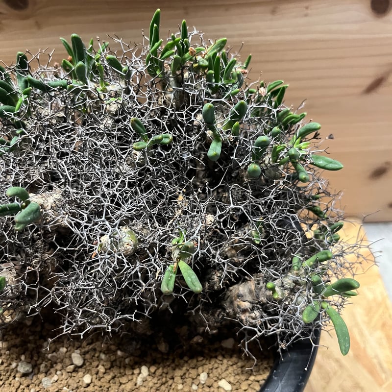 万物想 チレコドン万物想の基本情報・育て方｜多肉植物・サボテン図鑑