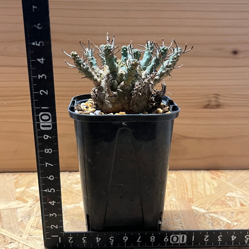 ユーフォルビア デセプタ | GREEN LUCK