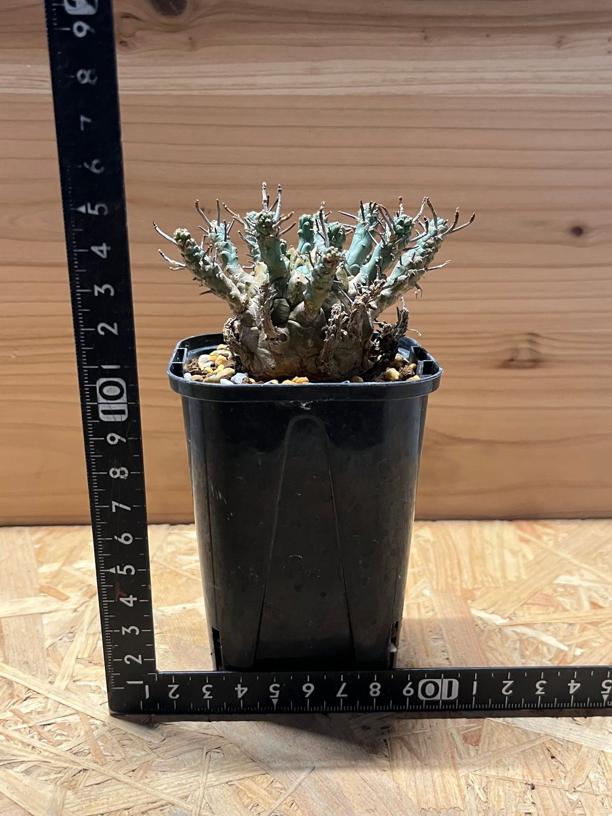 ユーフォルビア デセプタ | GREEN LUCK