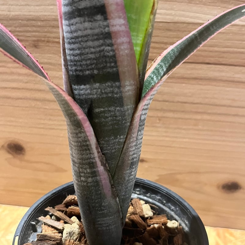 ビルベルギア ビッタータ 'ラルフグラハムフレンチ' | GREEN LUCK