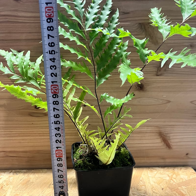 ドリナリア フロリダ | GREEN LUCK