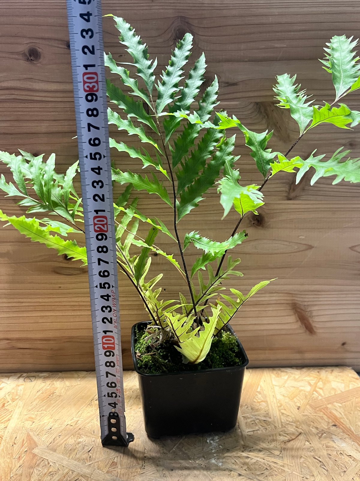 Drynaria roosii ハカマウラボシ Xiulin Drynaria roosii ハカマウラボシ Xiulin Drynaria roosii ハカマ