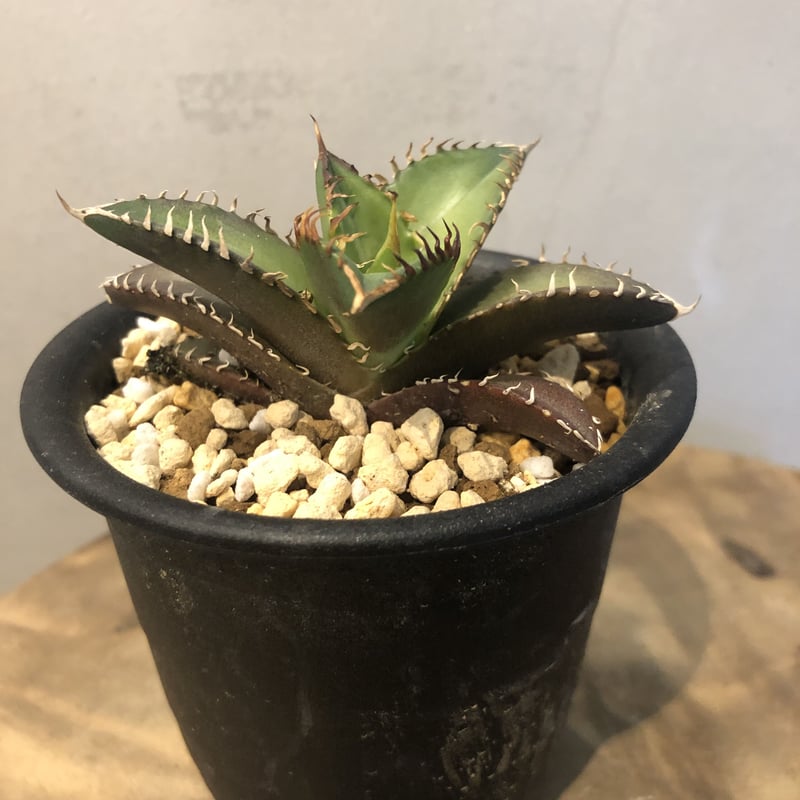 アガベ 鉢付き COYOTE レッドキャッド アガベ 鉢付き COYOTE レッド