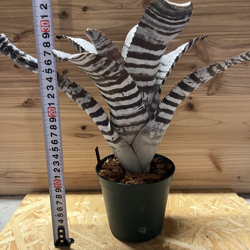 ブロメリア・エアープランツ Aechmea Black ice エクメア・チャンティニー・ブラックアイス Aechmea chantinii