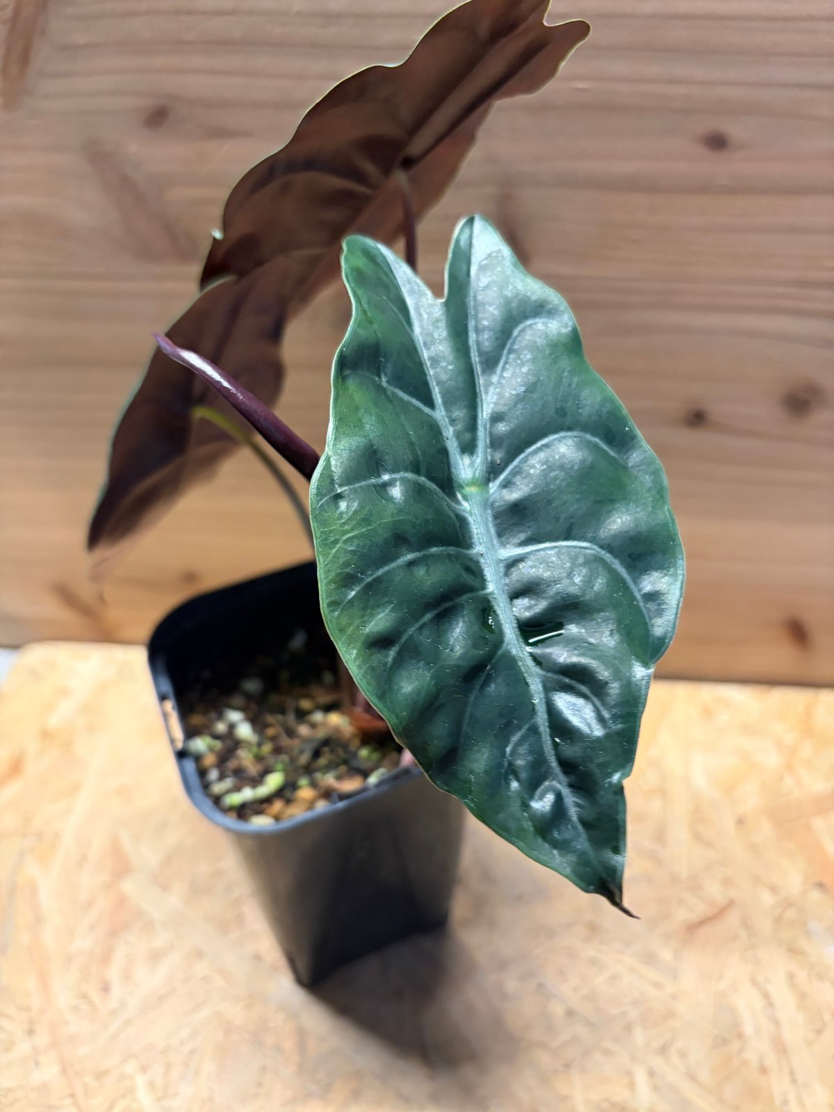 アロカシア 'シャントリエリ' | GREEN LUCK