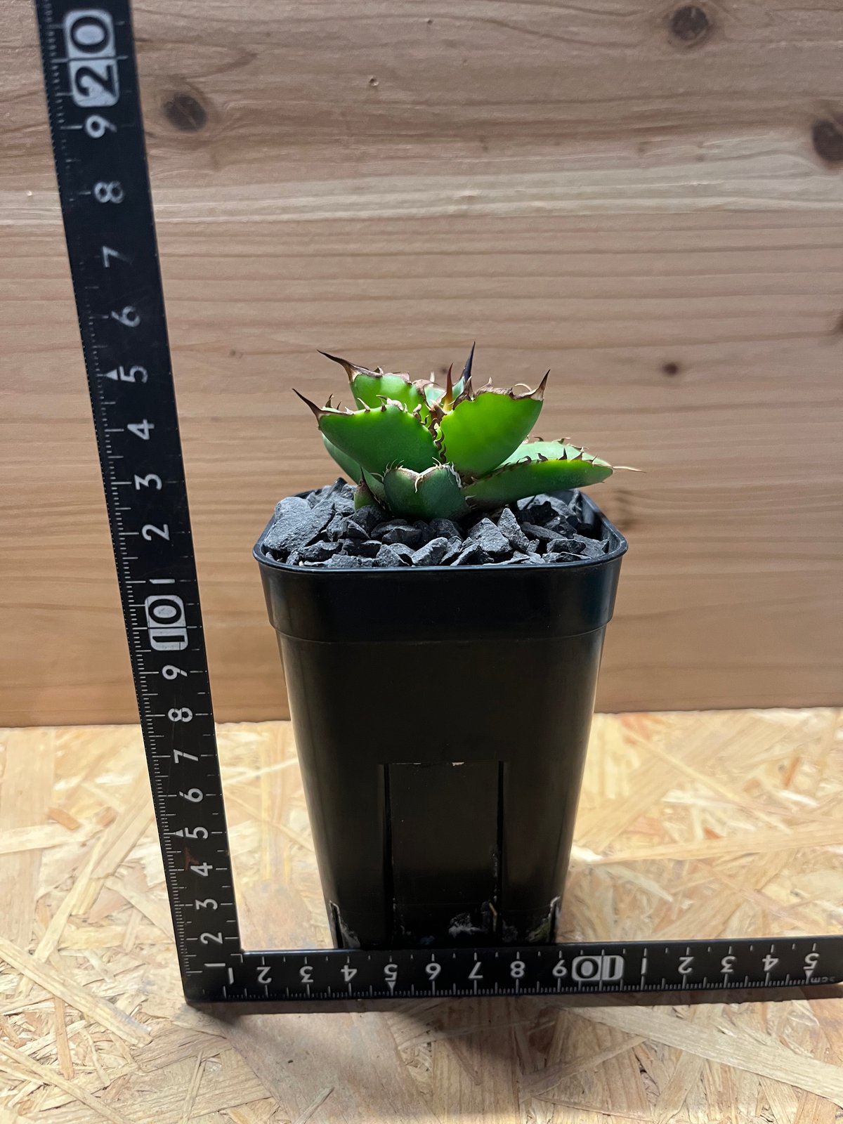 アガベ チタノタ ドラゴンクロウ | GREEN LUCK