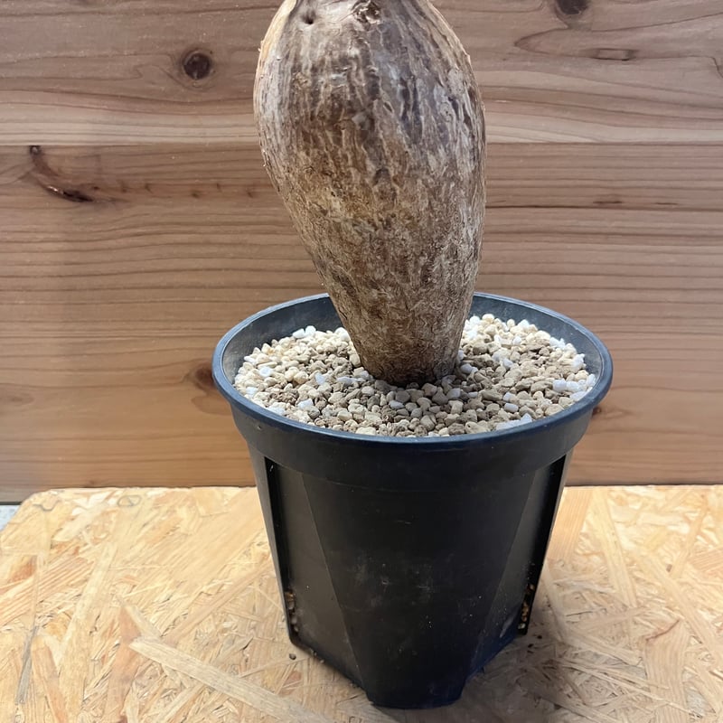 つるとん【極美/超極太/塊根植物】アデニウム ソマレンセ 多肉植物 アデニウム ソマレンセ 超！超！巨大塊根種 1