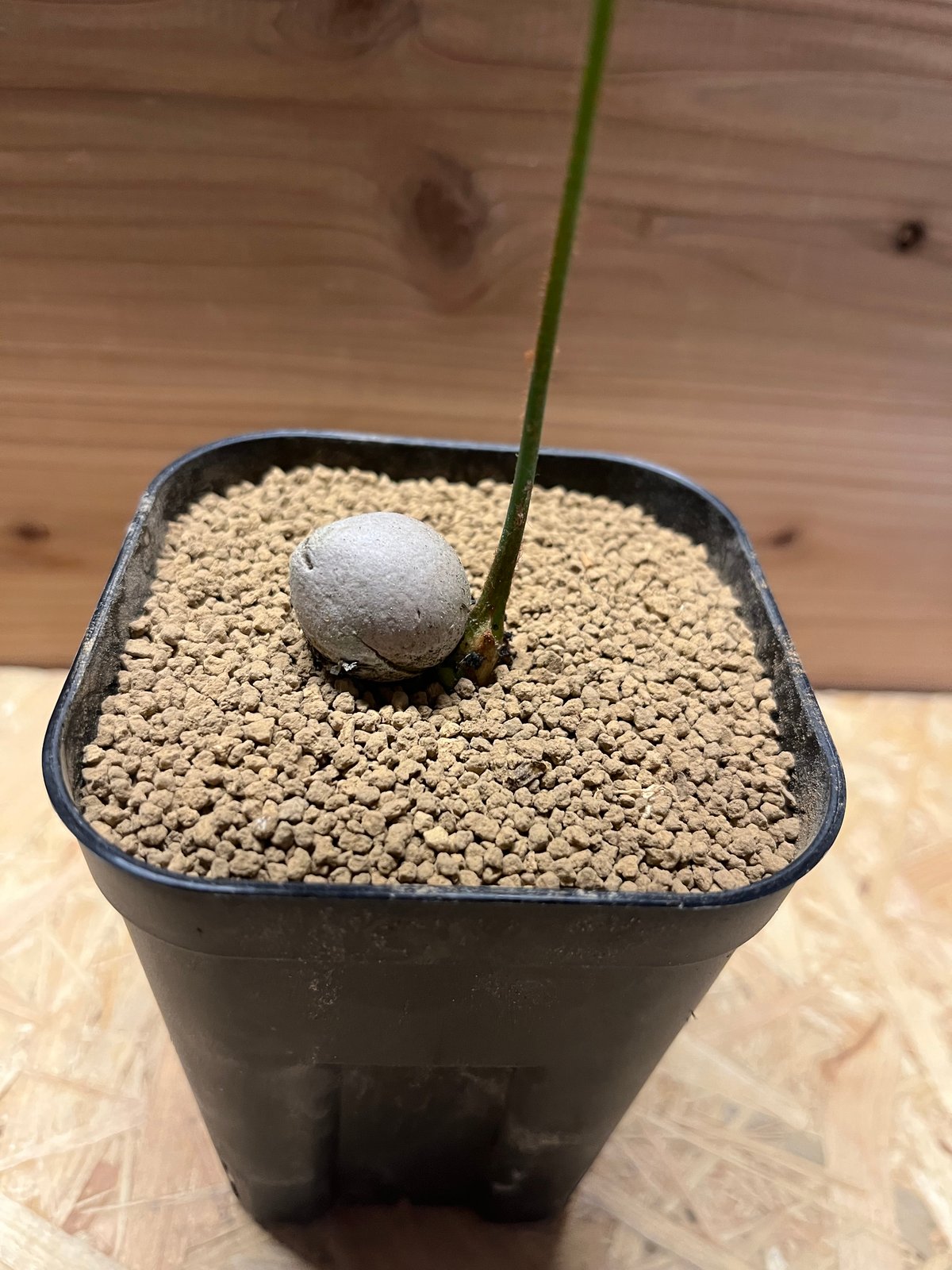 サイカス デバオエンシス | GREEN LUCK