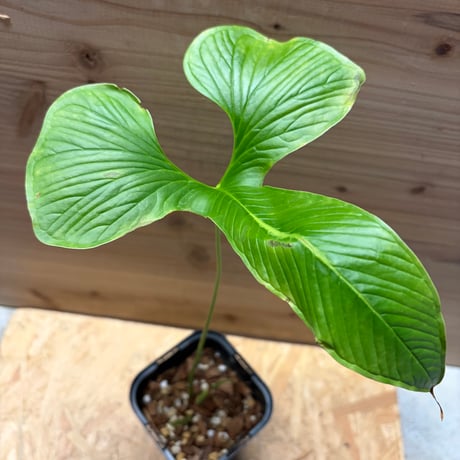 アンスリウム | STORES