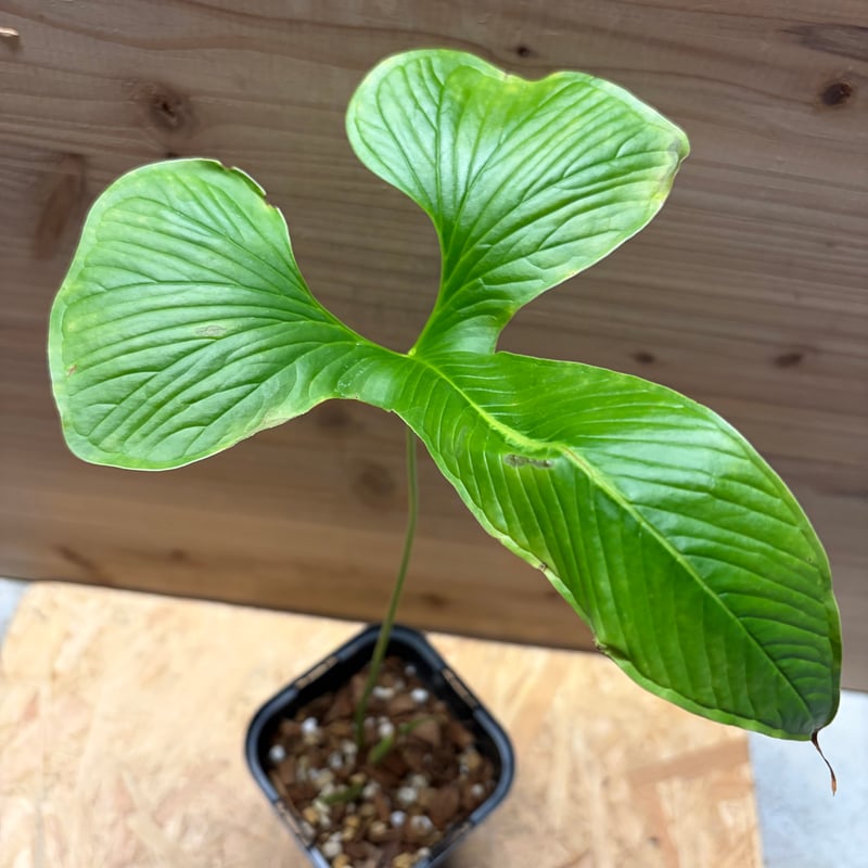 アンスリウム ドラコノプテラム Anthurium Draconopterum 【公式通販】