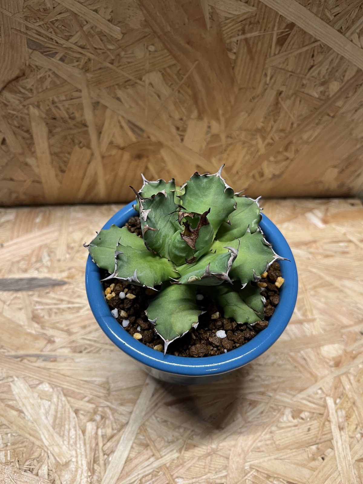 アガベ チタノタ 農大×伝市鉢 | GREEN LUCK